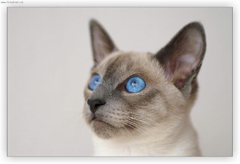 Foto: pohled-... zase Chilli :o)