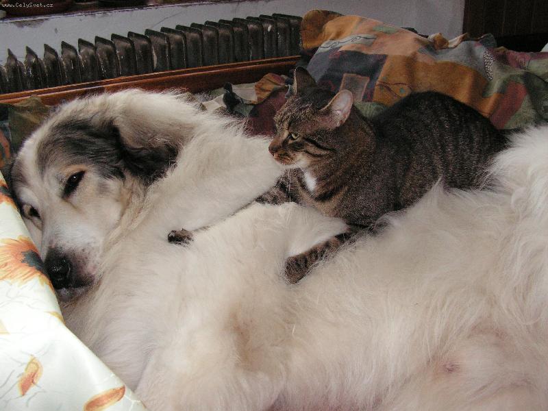 Foto: Spr�vn� symbi�za- mas� od k�mo�e kocoura