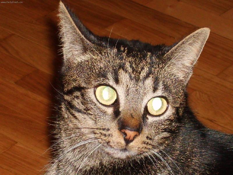 Foto: kocour