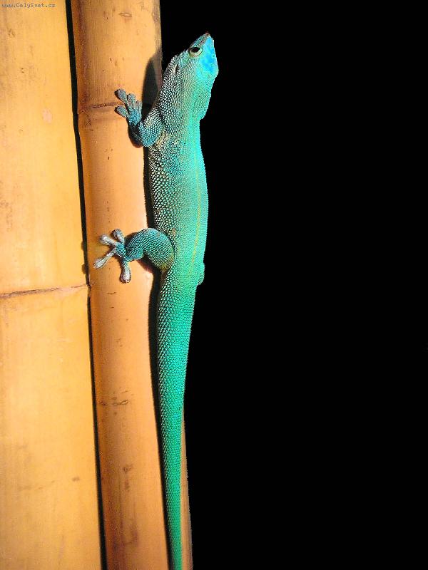 Foto: Felzuma Madagaskarsk�