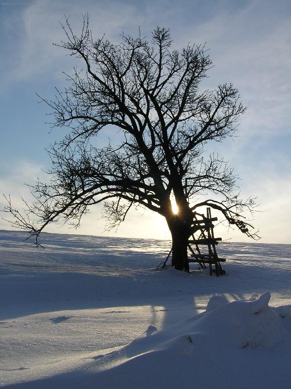 Foto: Slunce v du�i v roce 2007.-Mraziv� r�no