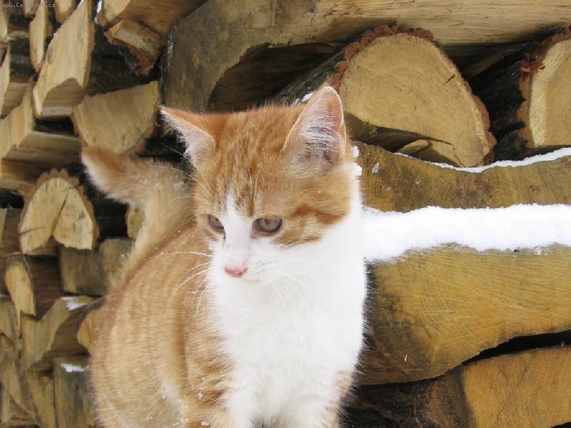 Foto: to b�l� studen� je co???