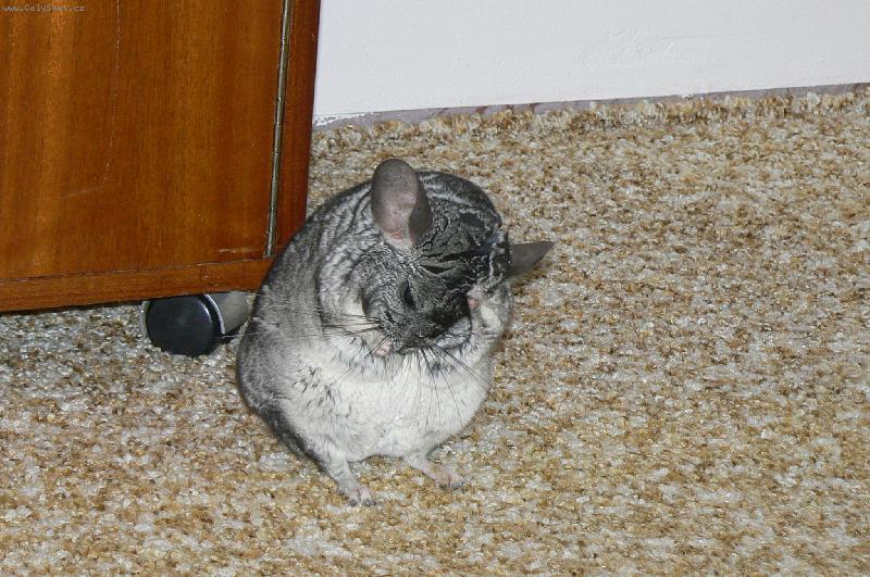 Foto: U� jsem �ist�?