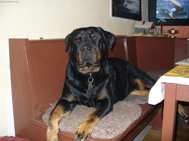 Foto: Nellinka-dom�c� mazl��ek