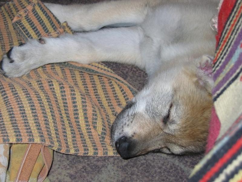 Foto: unaven� F�na