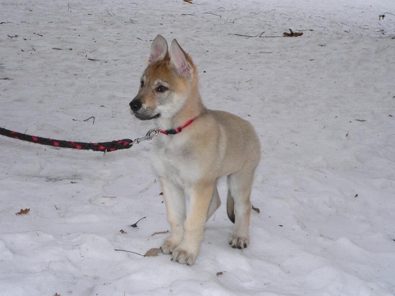 Foto: Afinka na proch�zce