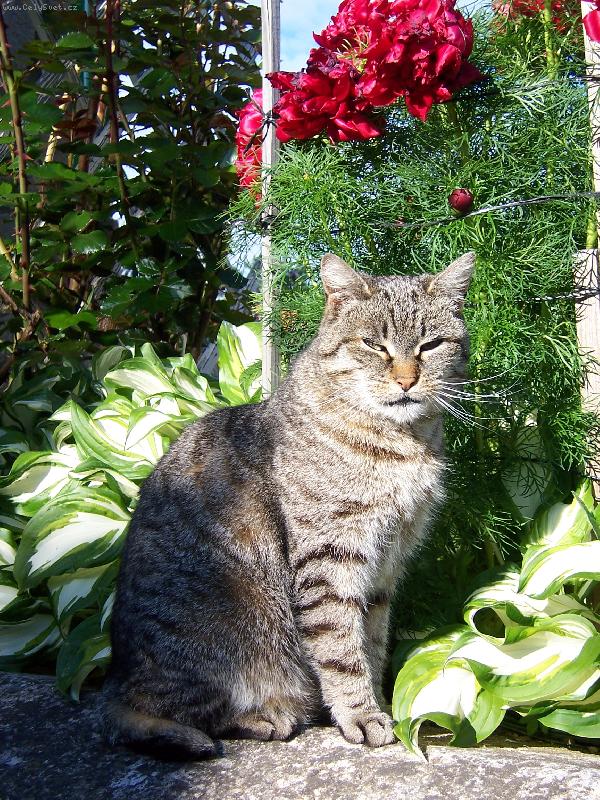 Foto: Na�e ko�i�ka-pohoda na slun��ku