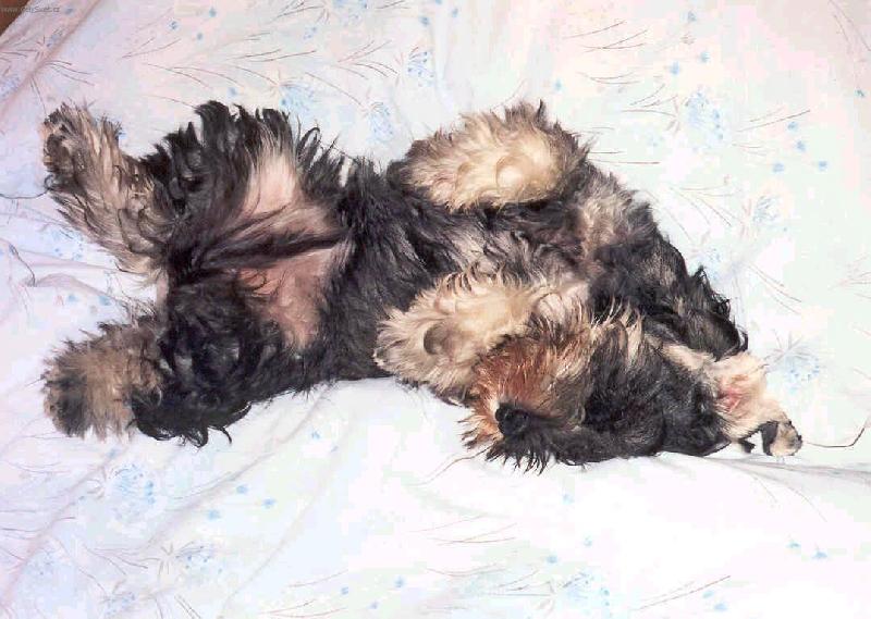 Foto: Na�e mal� Flavie-Pros�m neru�it