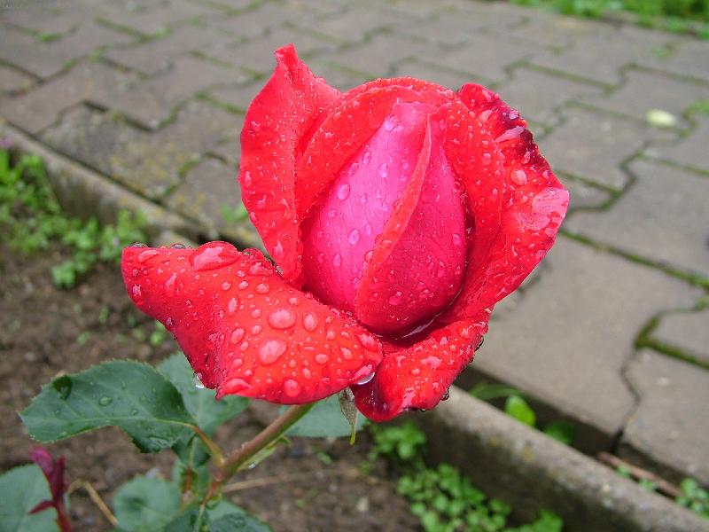 Foto: R��e-Kapky rosy