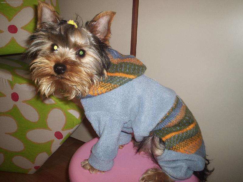 Foto: Danny-Modn� p�ehl�dka