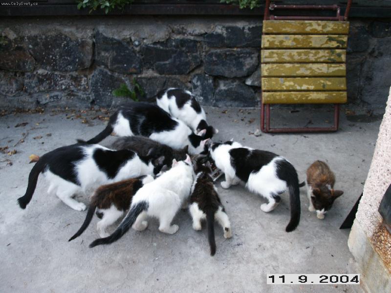 Foto: Sn�dan� �ampion�