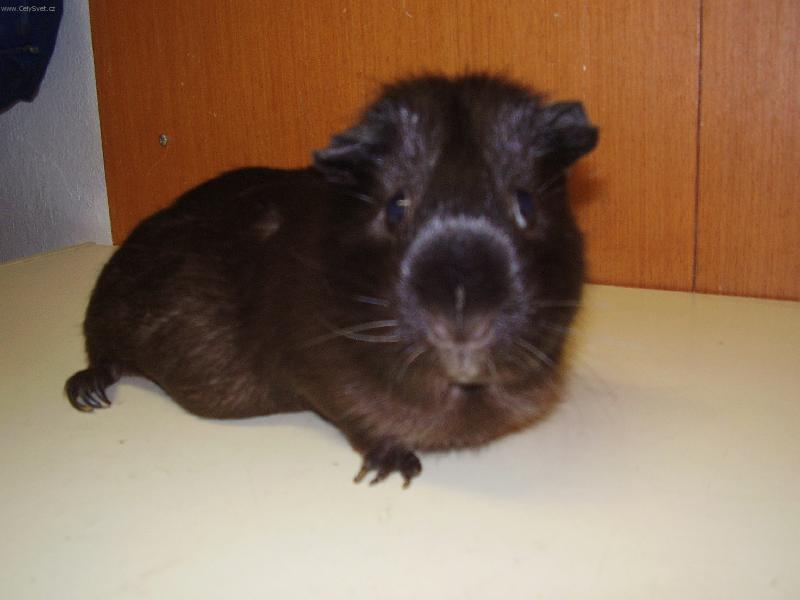 Foto: Mor��k-mor��k