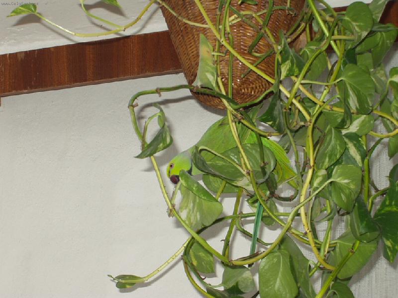 Foto: Charlie-Najdi se m�!