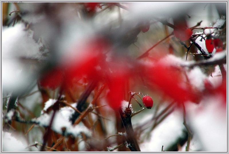 Foto: �erven� a b�l�-kontrast barev-v prvn�m leto�n�m sn�hu