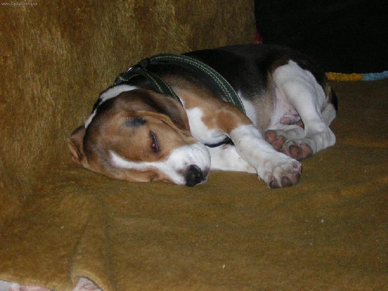 Foto: Ps� pel�ek