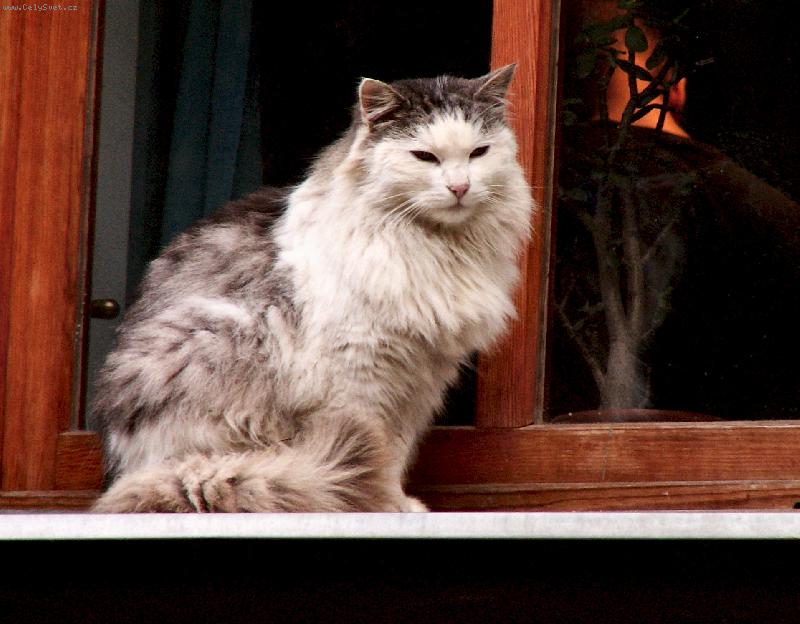 Foto: Na okn� sed�la ko�ka, byl tepl� zimn� den