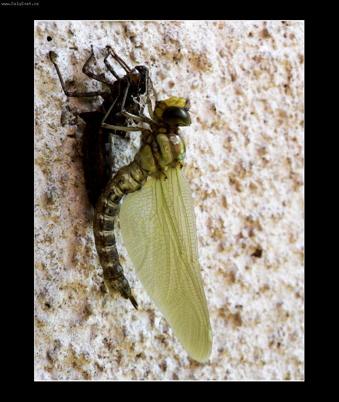 Foto: v�ka-jak jsem se tam mohla vej�t?