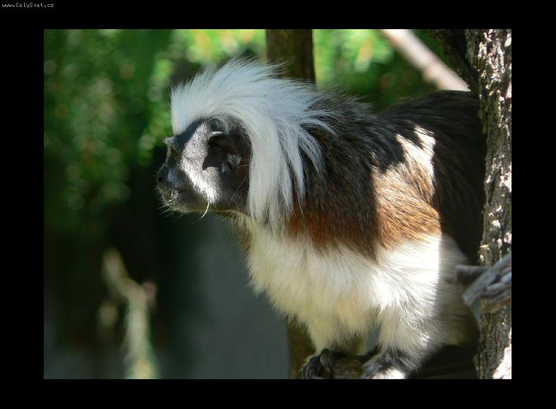 Foto: opi�ka-CO SE TO TAM ROZD�V�