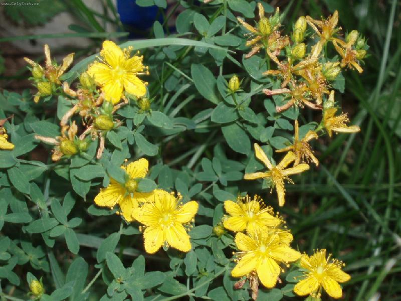 Foto: T�ezalka te�kovan�