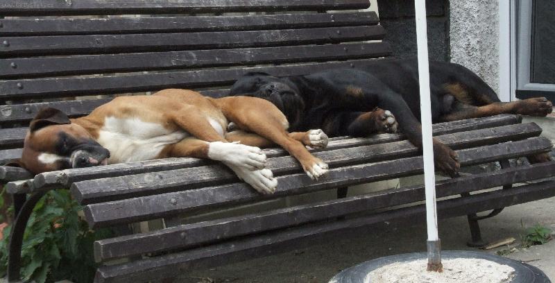 Foto: ostraha objektu-poledn� pauza