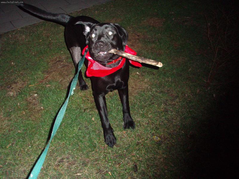 Foto: Ve�ern� ven�en�-Neposle�n� Eli�ka