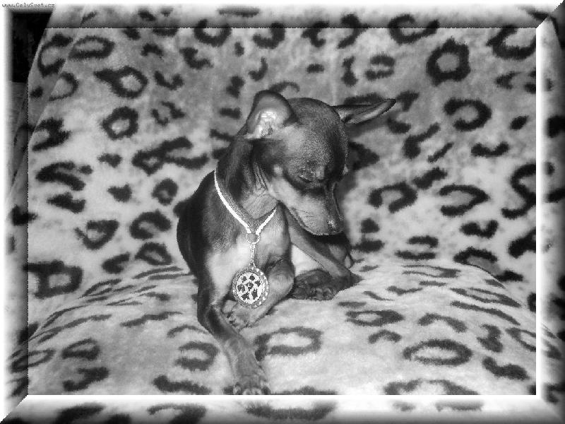 Foto: Eralash Hadja Nassreddin/Russian toy terrier