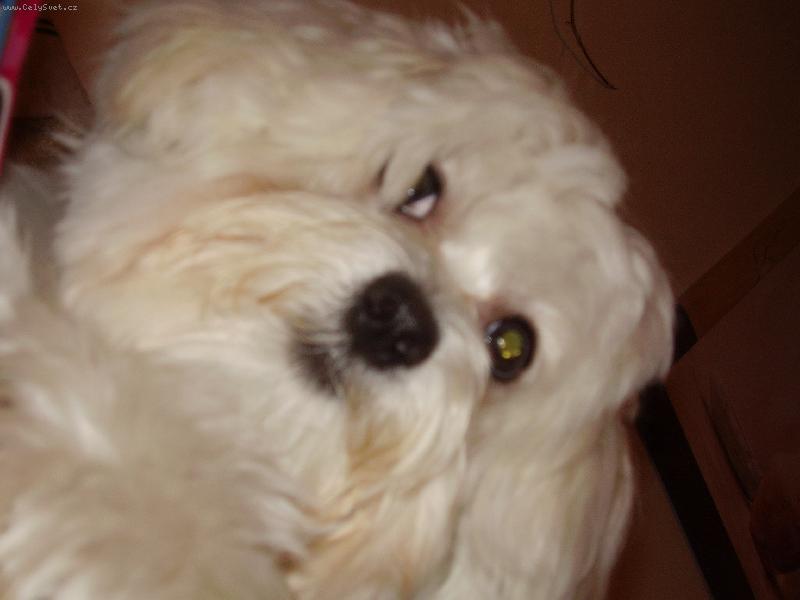 Foto: moje mal� l�se�ka:-)