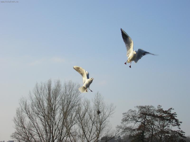 Foto: I rackov� maj� v zim� hlad...