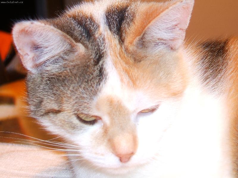 Foto: Roztoumilou�k� na�e Linda