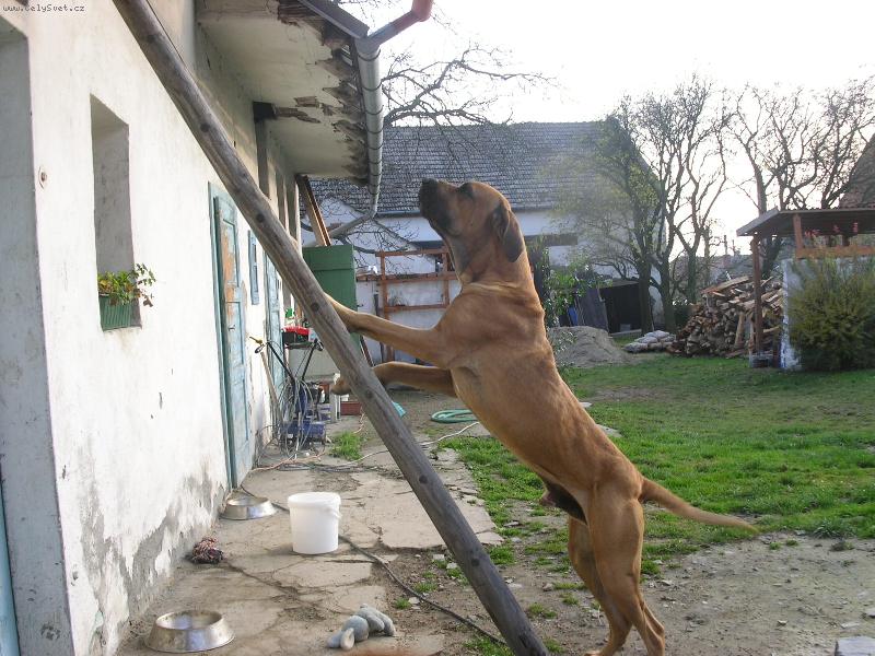 Foto: Jak j� se jen za tou ko�kou nahoru dostanu?