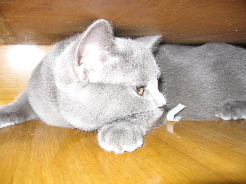 Foto: �ikul�na-ko�ka ve sk��ni