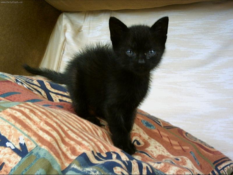 Foto: malinkej �edrt��ek-p�kn� ;-)