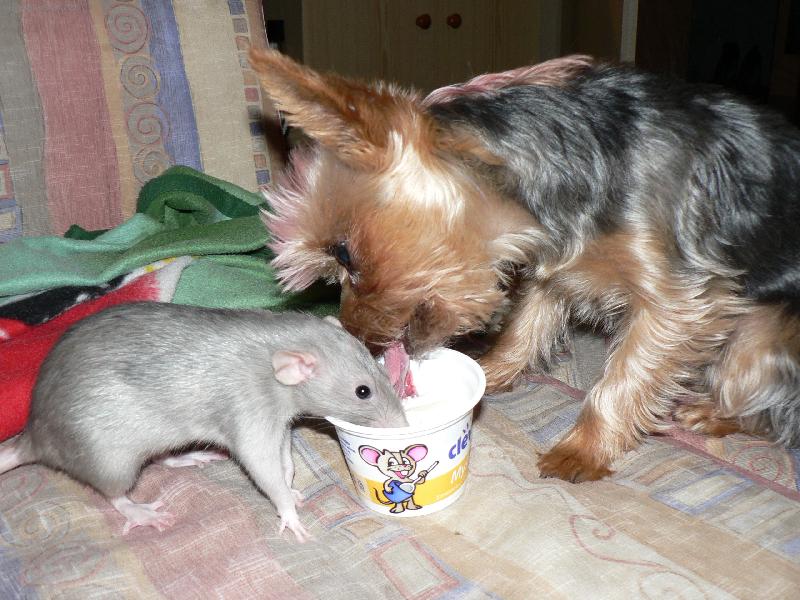 Foto: P��telstv� mezi psem a potkanem-v�echno jde, kdy� se chce :o)