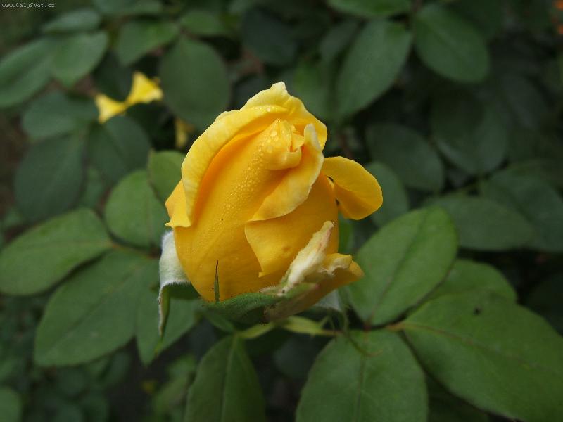 Foto: Poup�tko z babi��iny z�hradky