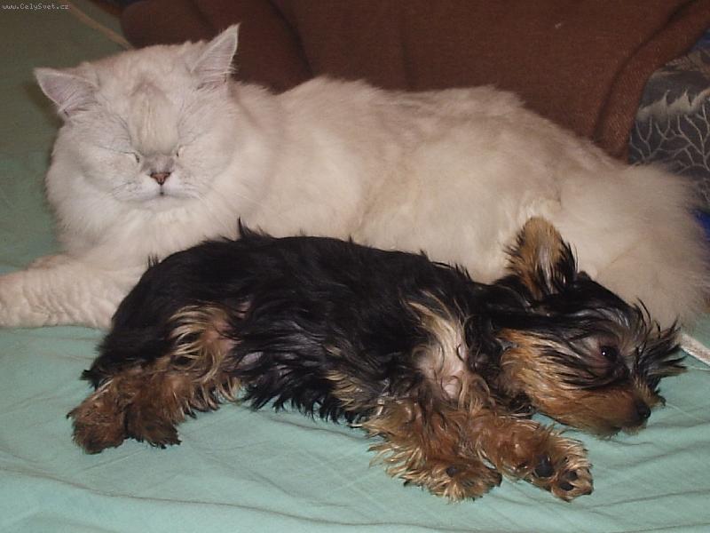 Foto: Ajinka-Aja a 11tilet� kocour