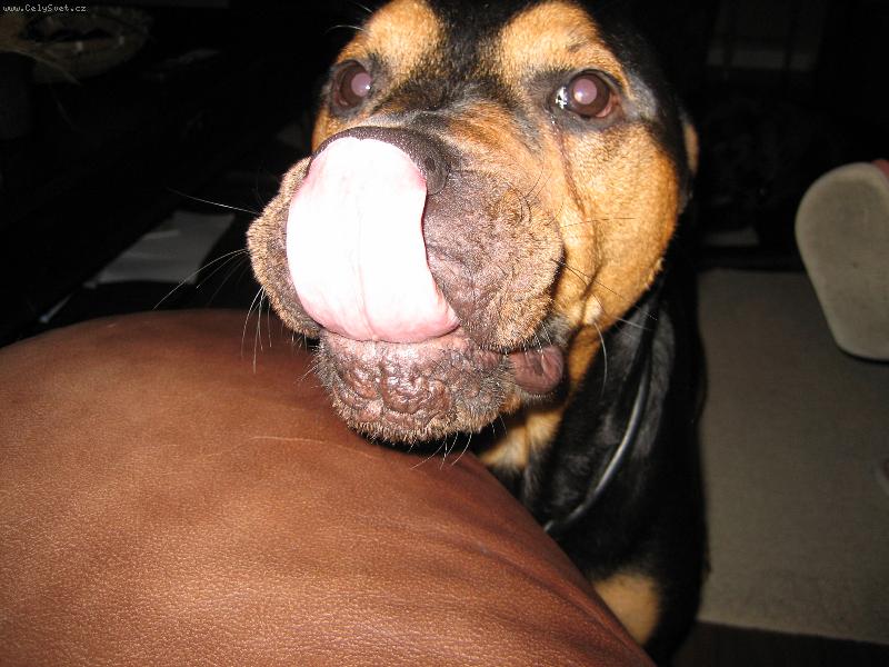 Foto: Dej mi pusinku!-na�e lady Daisy (k��enec rotvajlera s pitbulem)