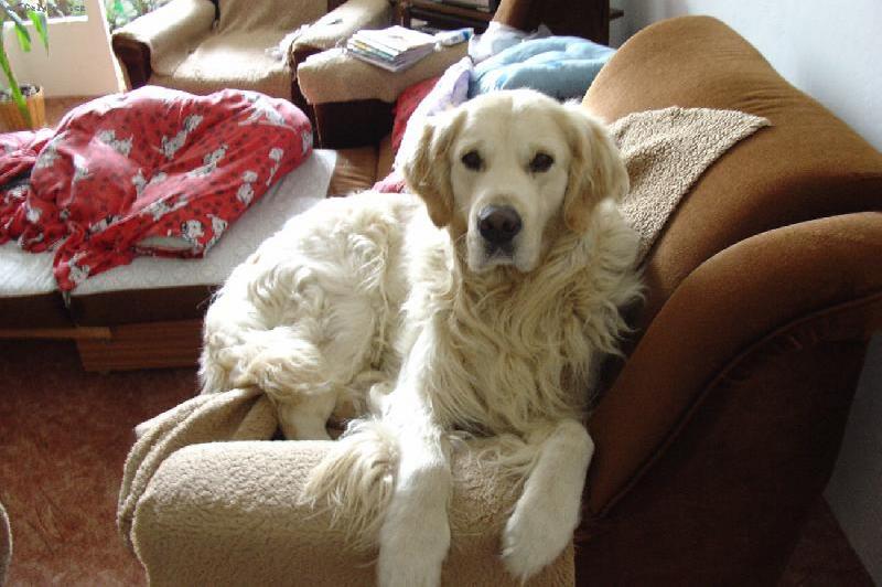 Foto: dag�sek-a zase haj� na gau�i