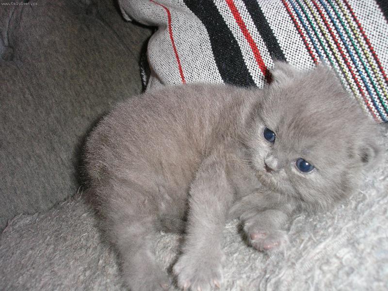 Foto: N� 4 t�dny star� mazl�k