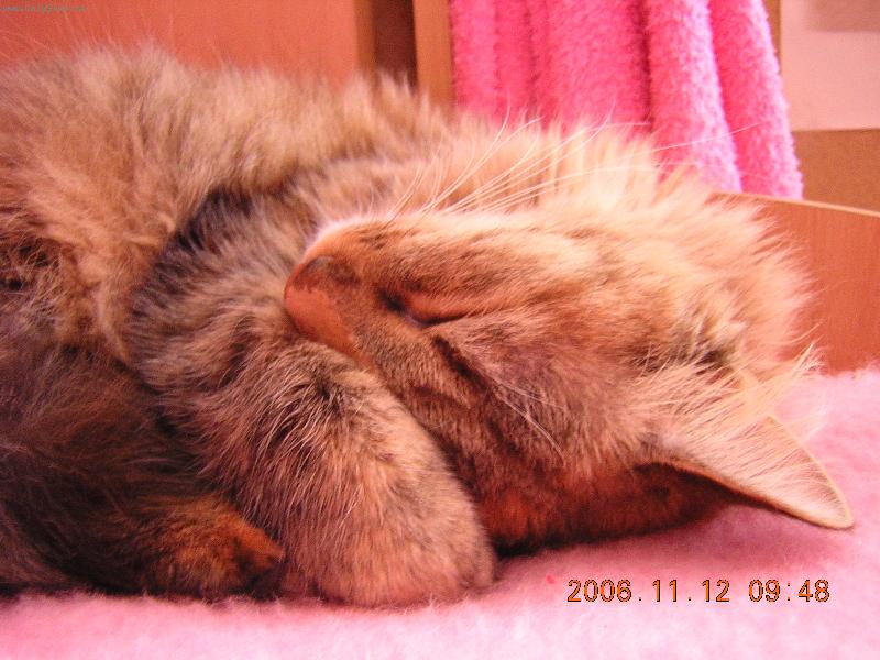 Foto: Ashley-Tohle je ko�ka nejasn�ho p�vodu :)