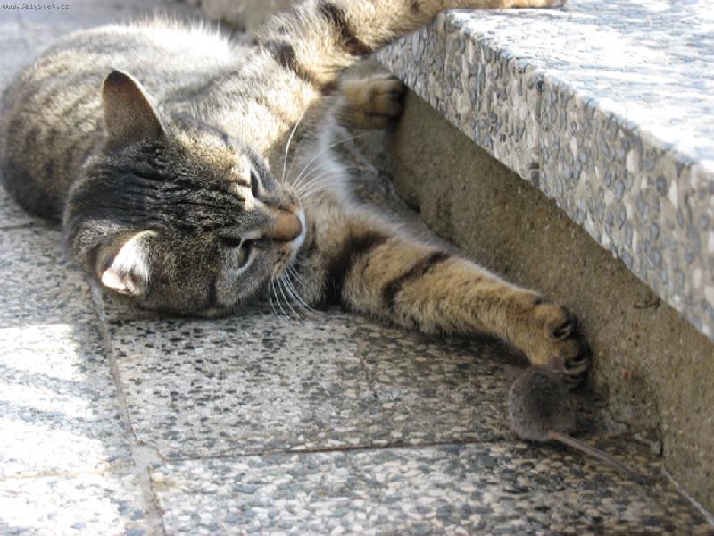 Foto: Ko�ka a my�