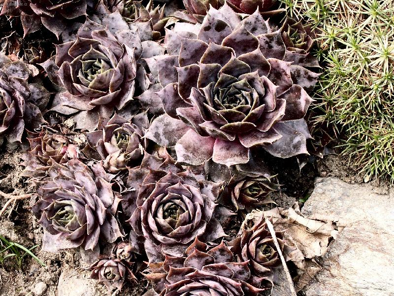 Foto: Net�esky na skalce