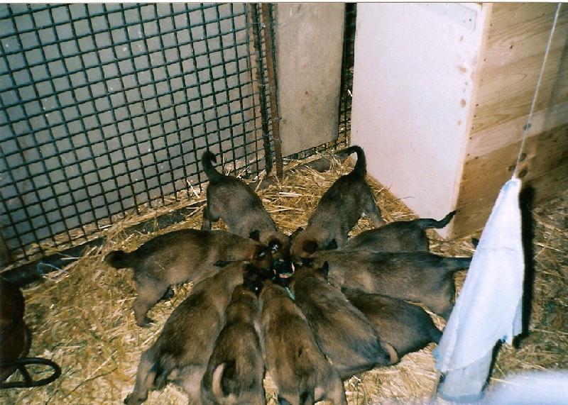 Foto: Nenasytov�-�t�nata