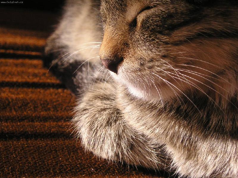 Foto: Odpo�inek-chv�le zaslou�en�ho odpo�inku...