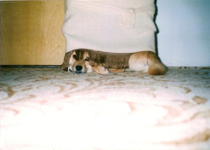 Foto: CLEOPATRA-pod stoli�kou