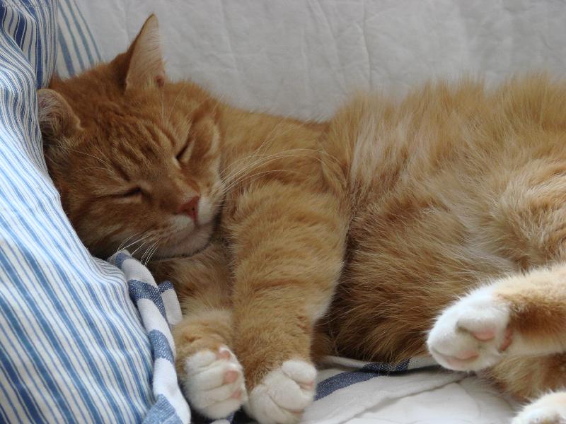 Foto: Mat�sek-Sladk� sn�n�