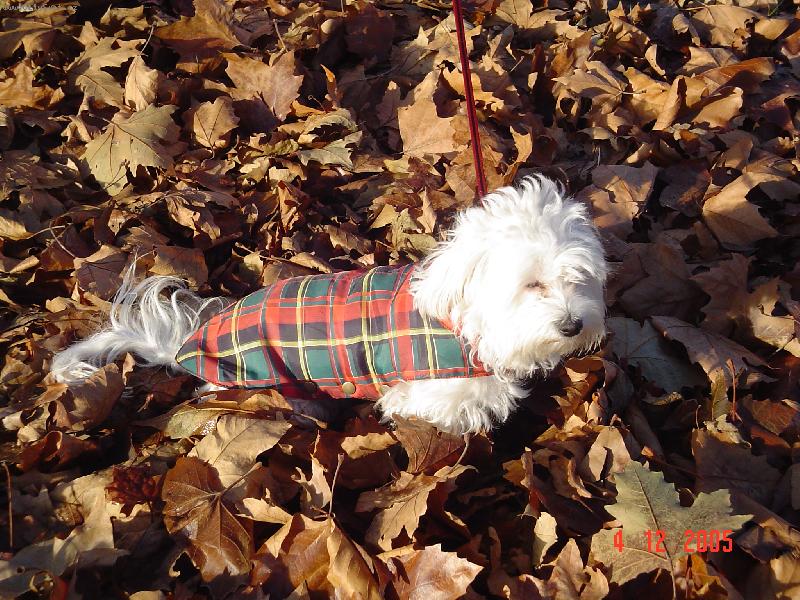 Foto: Jesen� vych�dzka-Jesenn� de�