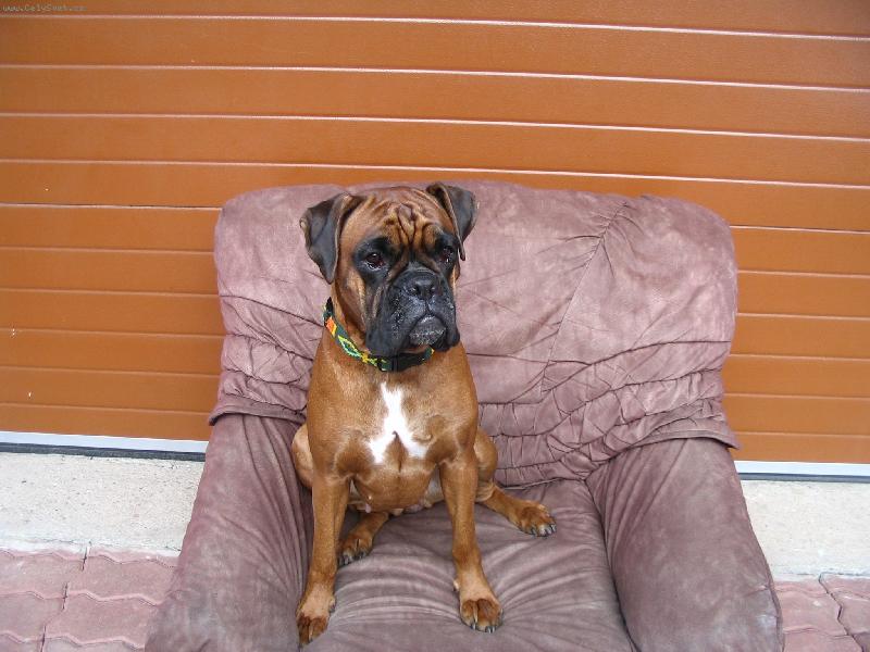 Foto: Hl�dac� Pes-J� v�m d�m BOUDU !!!