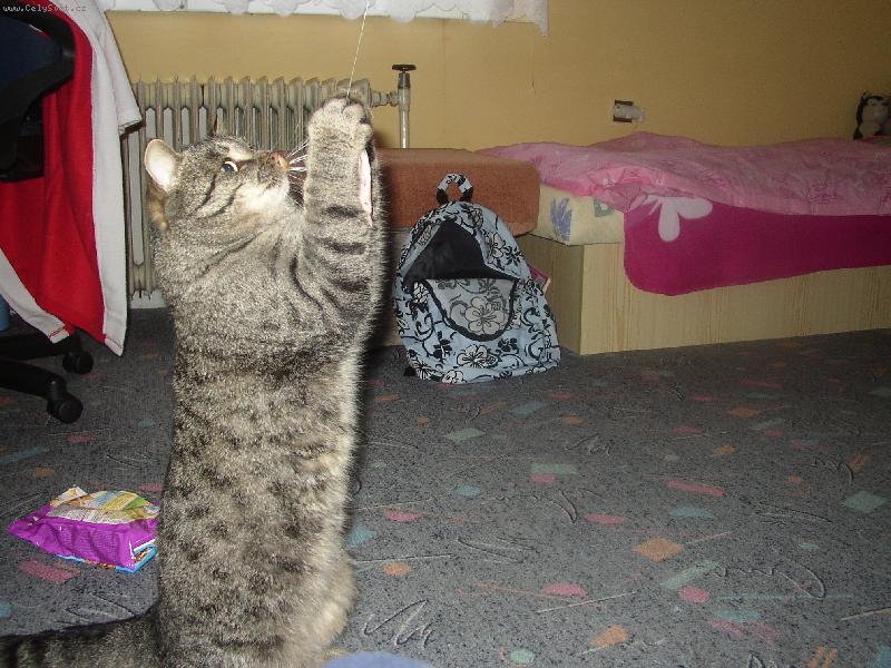 Foto: mispulinek-na zadnich