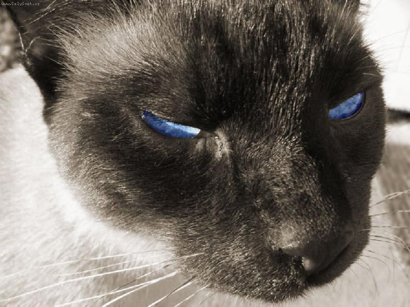 Foto: bejamin zvany drsnak