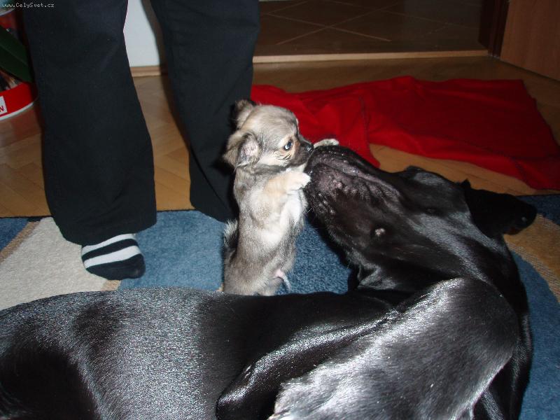 Foto: Lab�k a �ivava